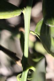              First year twig (Riverside, CA)       