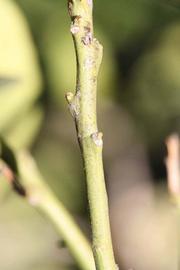              First year twig (Riverside, CA)       