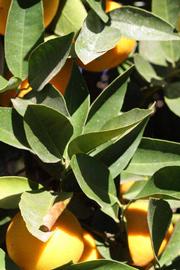            Sun leaves (Riverside, CA)   