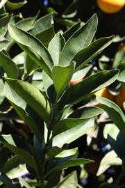            Sun leaves (Riverside, CA)   