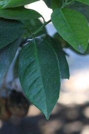              Unifoliolate leaf (Riverside, CA)       
