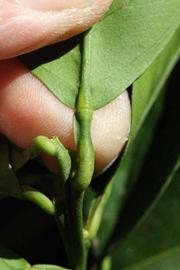              Petiole (Riverside, CA)       