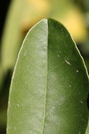              Margin (Riverside, CA)       