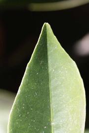              Margin (Riverside, CA)       