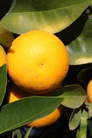              Fruit (Riverside, CA)       