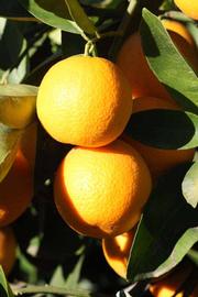              Fruit (Riverside, CA)       