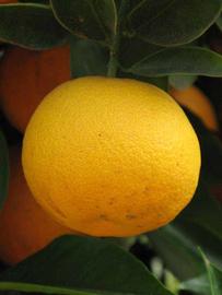            Fruit (Riverside, CA)   