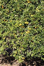            Habit (Riverside, CA)   