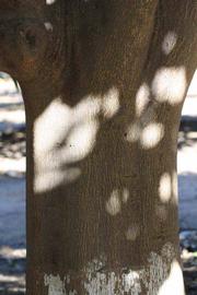              Bark (Riverside, CA)       