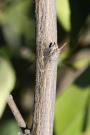              Second - third year twig (Riverside, CA)       