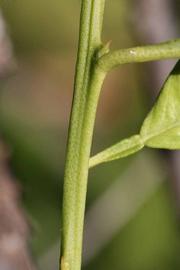              First year twig (Riverside, CA)       