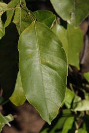              Unifoliolate leaf (Riverside, CA)       