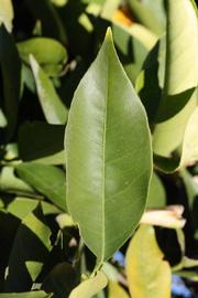              Unifoliolate leaf (Riverside, CA)       