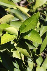            Sun leaves (Riverside, CA)   