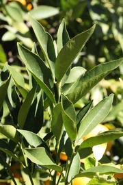            Sun leaves (Riverside, CA)   