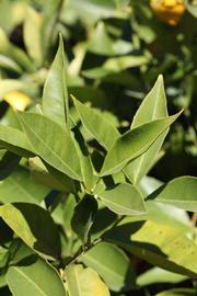            Sun leaves (Riverside, CA)   