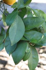            Shade leaves (Riverside, CA)   