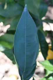              Unifoliolate leaf (Riverside, CA)       