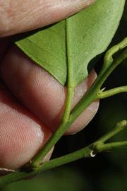              Petiole (Riverside, CA)       