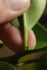              Petiole (Riverside, CA)       