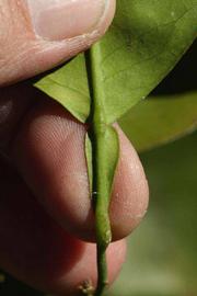              Petiole (Riverside, CA)       
