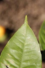              Margin (Riverside, CA)       