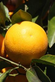              Fruit (Riverside, CA)       