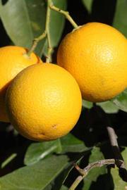              Fruit (Riverside, CA)       