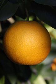              Fruit (Riverside, CA)       