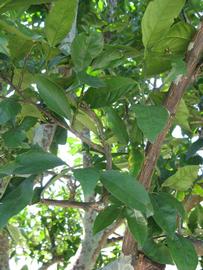            Shade leaves (Winter Haven, FL)   