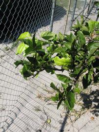              Sun leaves (Winter Haven, FL)       
