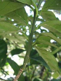            First year twig (Winter Haven, FL)   