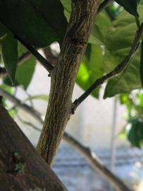              Second - third year twig (Winter Haven, FL)       