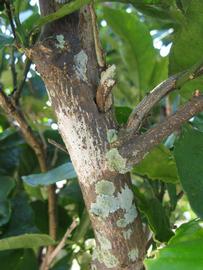              Bark (Winter Haven, FL)       