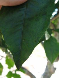              Margin (Winter Haven, FL)       