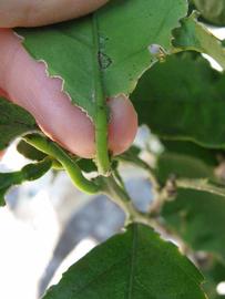              Petiole (Winter Haven, FL)       