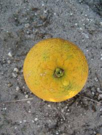              Fruit (Winter Haven, FL)       