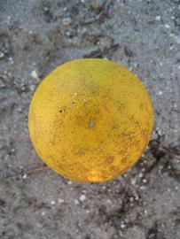              Fruit (Winter Haven, FL)       