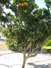              Habit (Winter Haven, FL)       