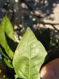              Margin (Winter Haven, FL)       