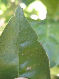              Margin (Winter Haven, FL)       