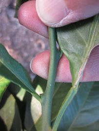              Fruit year twig (Winter Haven, FL)       