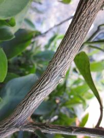              Second - third year twig (Winter Haven, FL)       