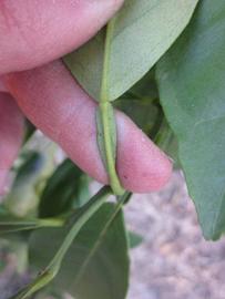              Petiole (Winter Haven, FL)       