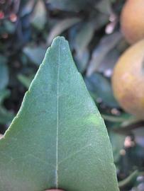              Margin (Winter Haven, FL)       