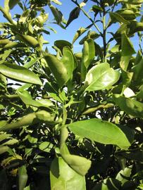            Sun leaves (Winter Haven, FL)   