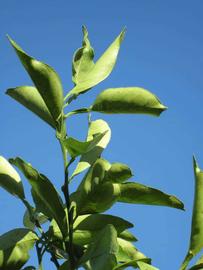            Sun leaves (Winter Haven, FL)   