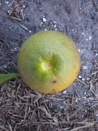              Immature fruit (Winter Haven, FL)       