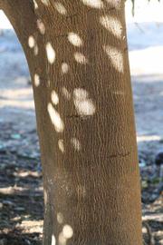             Bark (Riverside, CA)       