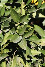            Sun leaves (Riverside, CA)   